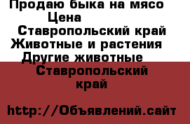 Продаю быка на мясо › Цена ­ 75 000 - Ставропольский край Животные и растения » Другие животные   . Ставропольский край